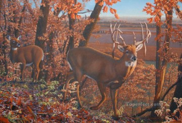 Wishful Thinking whitetail Oil Paintings